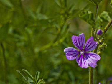 Alanda bahar yaban çiçekleri 