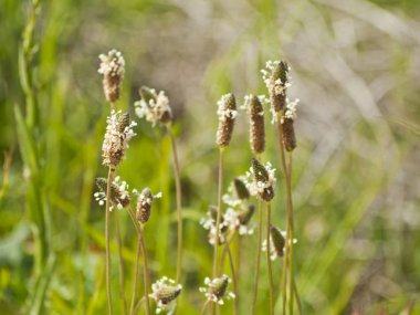 Alanda bahar yaban çiçekleri 