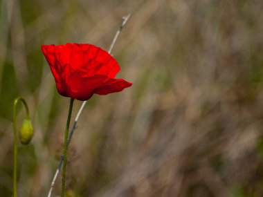  Poppy bahar alanında Salamanca, İspanya