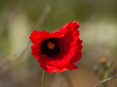  Poppy bahar alanında Salamanca, İspanya