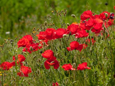  Bahar haşhaş sahada Salamanca, İspanya