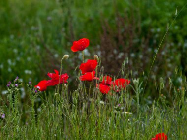  Bahar haşhaş sahada Salamanca, İspanya