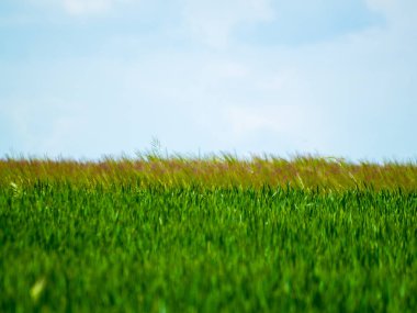 Salamanca bahar alanı