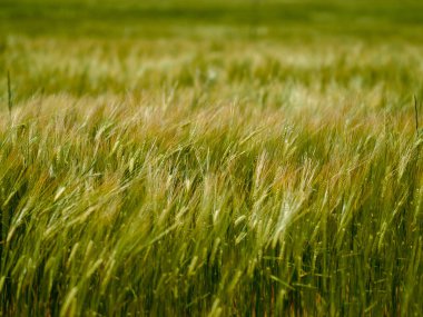 yeşil çimenler tarlada 