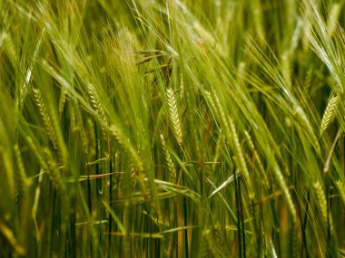 yeşil çimenler tarlada 