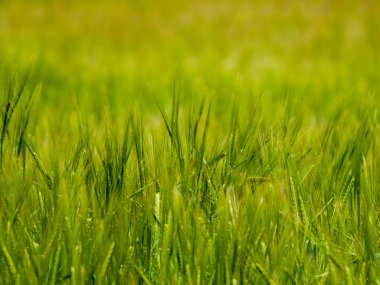 yeşil çimenler tarlada 