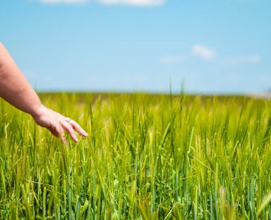 Kadın bitkiler dokunmadan. Ispanya 'da bahar üzerinde farklı çim sivri ile Grassland 