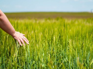 Kadın bitkiler dokunmadan. Ispanya 'da bahar üzerinde farklı çim sivri ile Grassland 