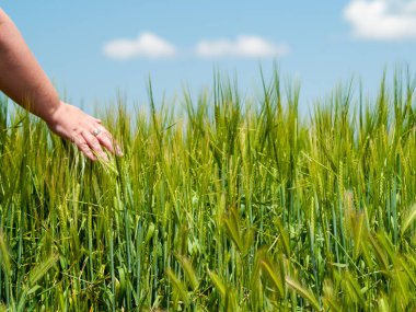 Kadın bitkiler dokunmadan. Ispanya 'da bahar üzerinde farklı çim sivri ile Grassland 