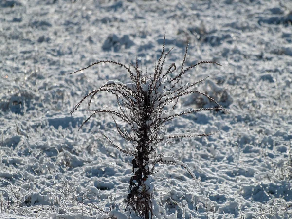 Neve Bianca Terra Nella Giornata Invernale — Foto Stock