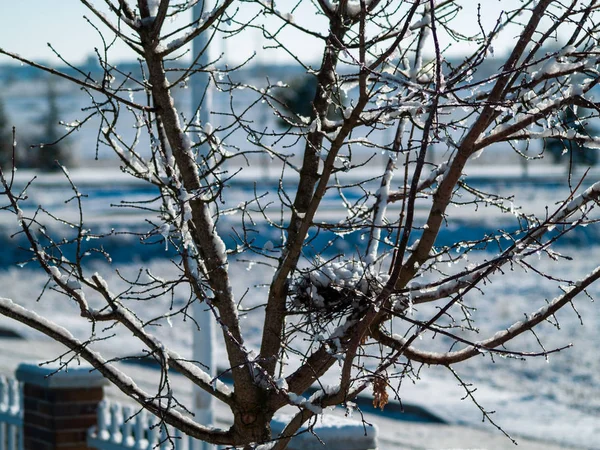 Ramas Plantas Cubiertas Nieve Día Invierno — Foto de Stock