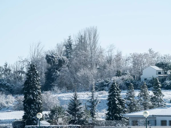 Nieve Cubría Las Ramas Los Árboles Bosque — Foto de Stock