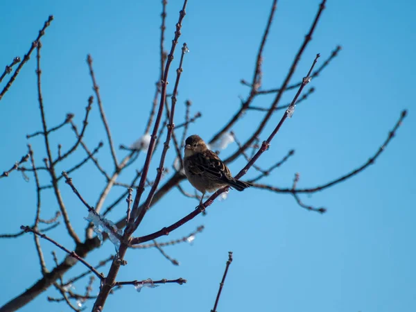Pássaro Pardal Pousando Galho Árvore — Fotografia de Stock