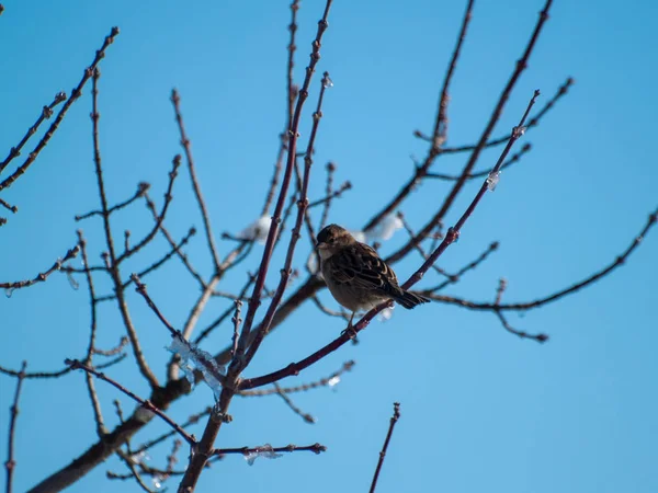 Sperlingsvogel Hockt Auf Einem Ast — Stockfoto