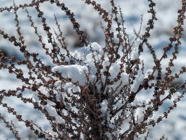 Branches Plante Couvertes Neige Jour Hiver — Photo