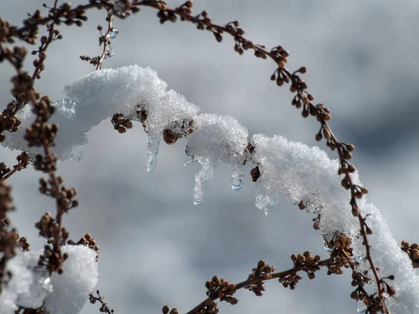 Branches Plante Couvertes Neige Jour Hiver — Photo