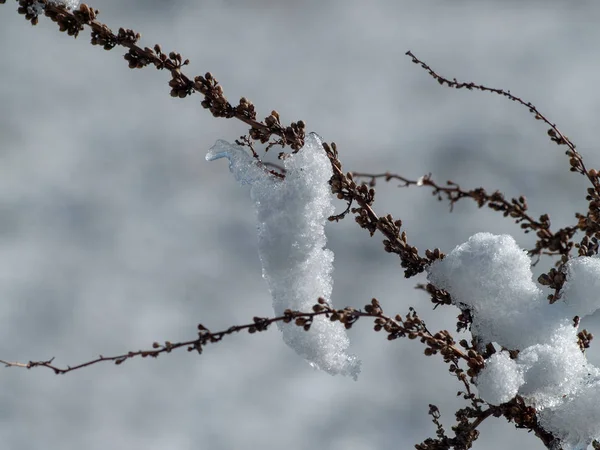 Branches Plante Couvertes Neige Jour Hiver — Photo