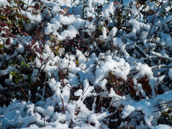 冬の日に雪に覆われた植物 — ストック写真