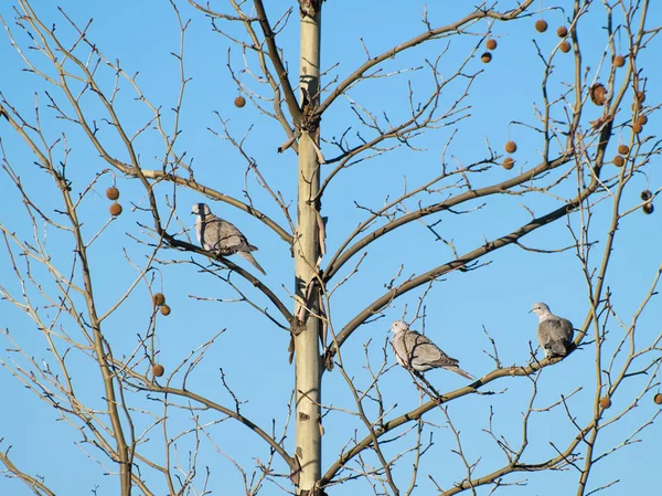 Pombas Aves Empoleiradas Galhos Árvores — Fotografia de Stock