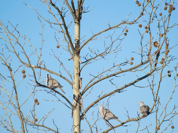 Palomas Pájaros Posados Ramas Árboles — Foto de Stock