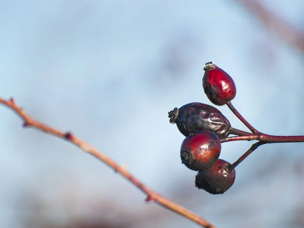 Dog Rose Berries Close — Stock Photo, Image