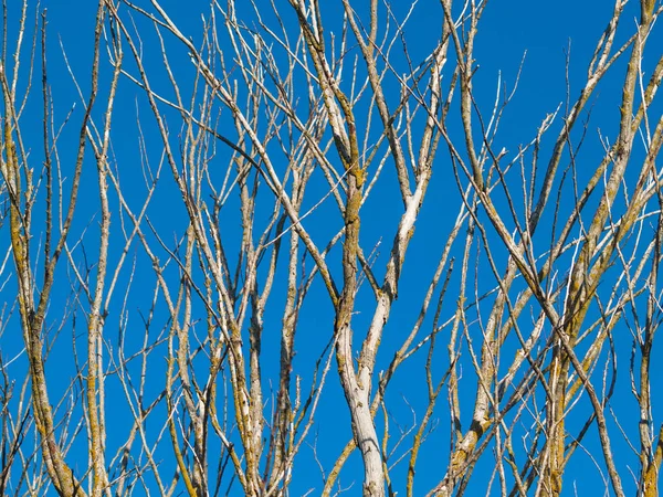 Träd Blå Himmel Bakgrund Salamanca Spanien — Stockfoto