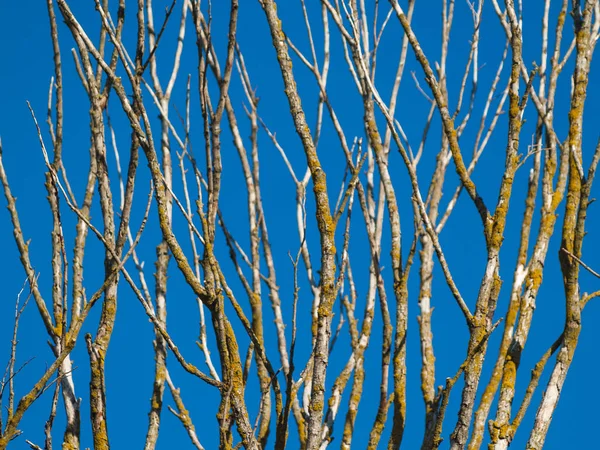 Träd Blå Himmel Bakgrund Salamanca Spanien — Stockfoto