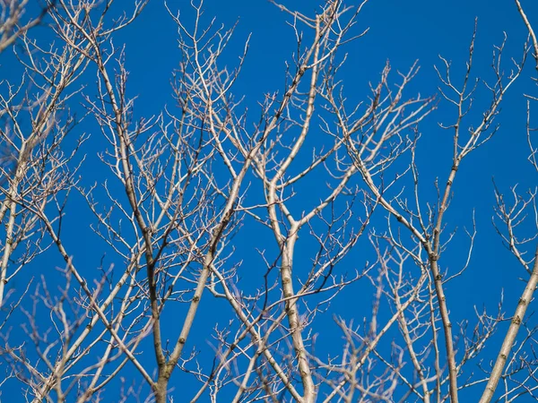 Träd Blå Himmel Bakgrund Salamanca Spanien — Stockfoto