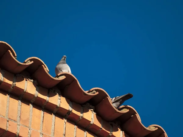 Aves Posadas Techo Cerca Vida Silvestre — Foto de Stock