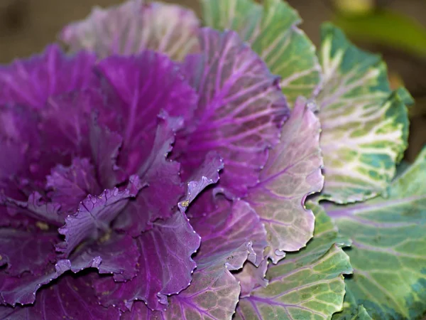 Lila Kohlblüte Aus Nächster Nähe — Stockfoto