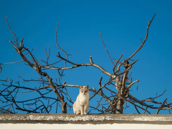 Rolig Söt Inhemsk Katt Utomhus — Stockfoto