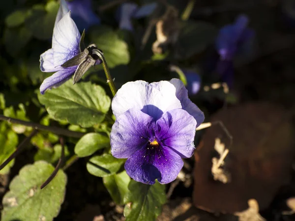 Belles Fleurs Fleurs Gros Plan — Photo