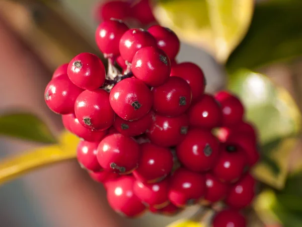 Ripe Red Berries Brunches Close — Stock Photo, Image