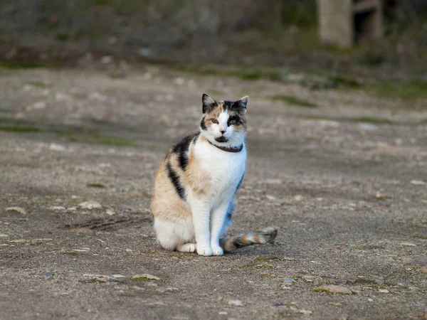 Bonito Doméstico Gato Livre — Fotografia de Stock