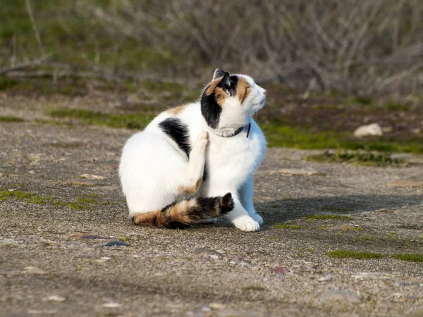 Schattige Binnenlandse Kat Buitenshuis — Stockfoto