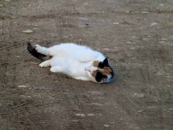 Bonito Doméstico Gato Livre — Fotografia de Stock