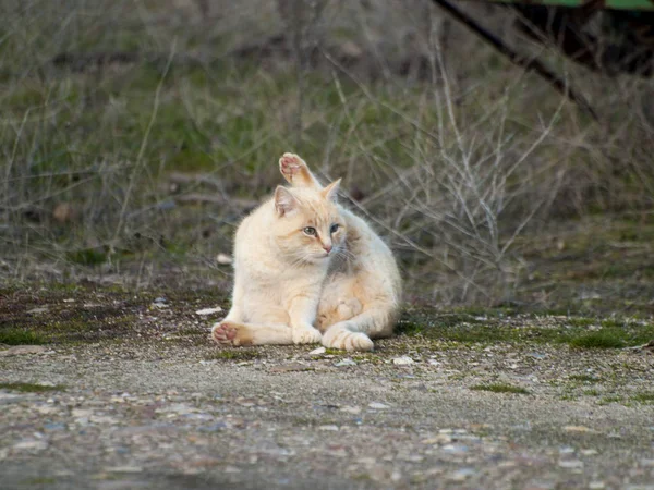 Niedliche Hauskatze Freien — Stockfoto