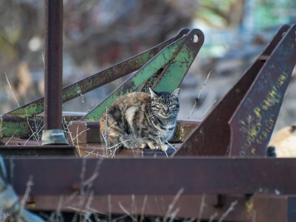 Gatto Domestico Nel Villaggio — Foto Stock