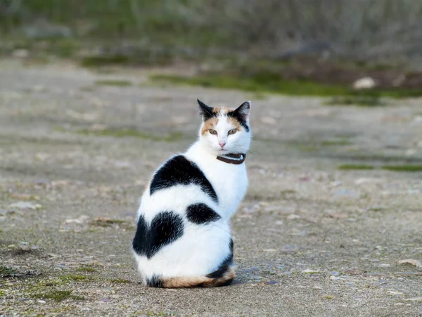 Bonito Doméstico Gato Livre — Fotografia de Stock