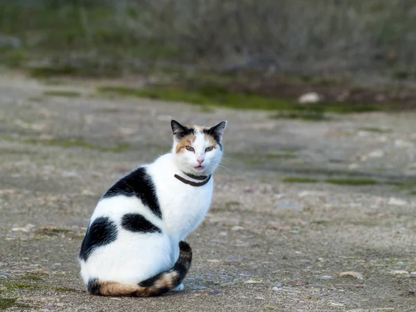 Bonito Doméstico Gato Livre — Fotografia de Stock