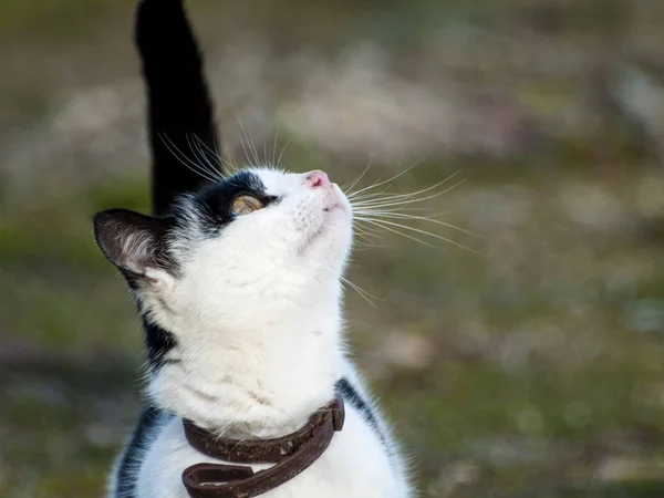 Lindo Gato Doméstico Aire Libre — Foto de Stock