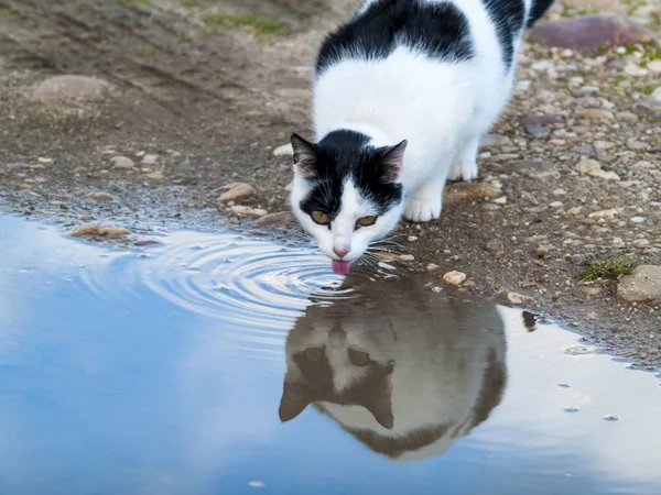 Lindo Gato Doméstico Beber Agua Aire Libre — Foto de Stock