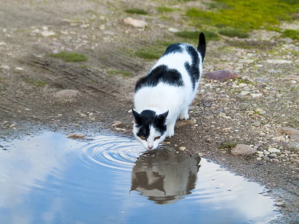 Bonito Doméstico Gato Beber Água Livre — Fotografia de Stock