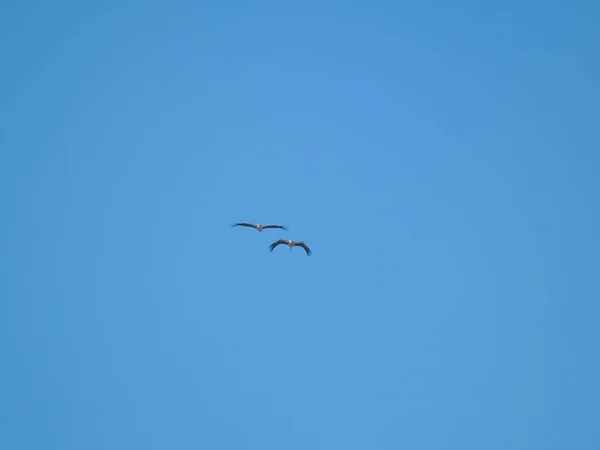 Πουλιά Που Πετούν Στο Γαλάζιο Του Ουρανού Ισπανία — Φωτογραφία Αρχείου