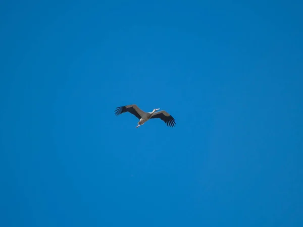 Stork Floght Med Blå Himmel — Stockfoto