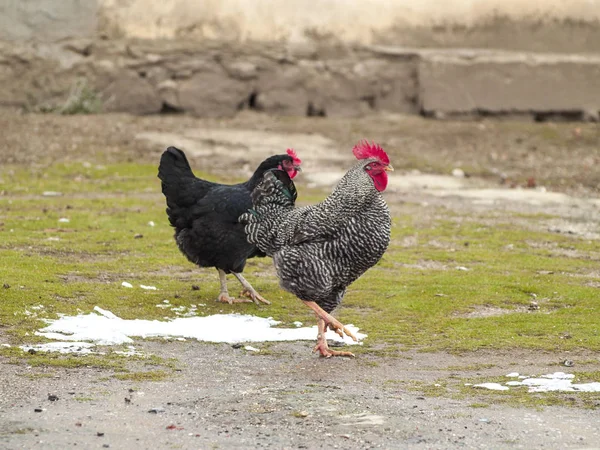 Gallina Gallo Patio — Foto de Stock