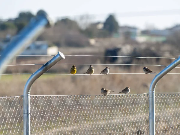 Los Pájaros Están Sentados Cable — Foto de Stock