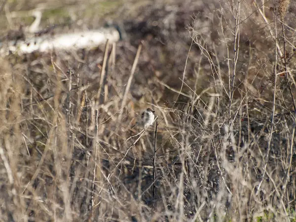 Parrow Bird Perching Close Wild Life — стоковое фото