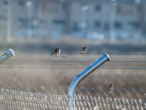 Los Pájaros Están Sentados Cable — Foto de Stock