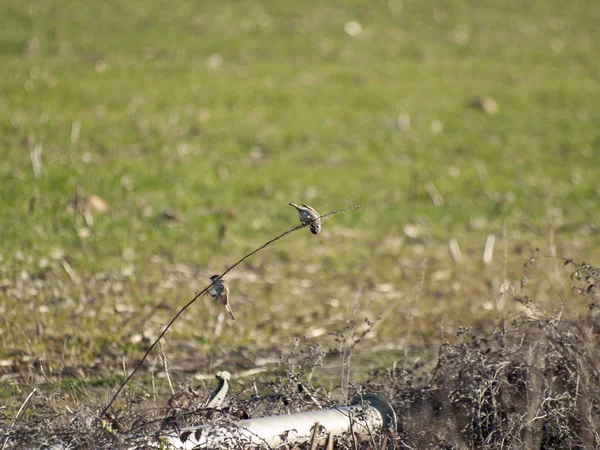 Aves Hierba Campo —  Fotos de Stock